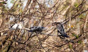 Male Anhinga bird called Anhinga anhinga and snakebird feeds a m