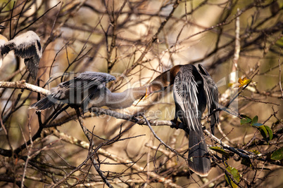 Male Anhinga bird called Anhinga anhinga and snakebird feeds a m