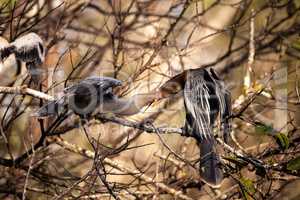 Male Anhinga bird called Anhinga anhinga and snakebird feeds a m