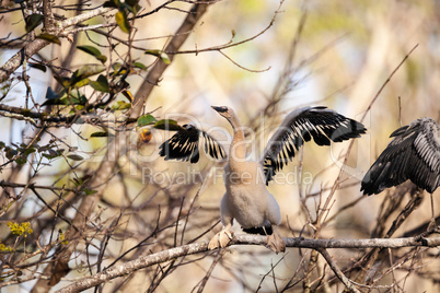 Juvenile Anhinga bird called Anhinga anhinga