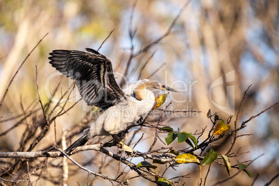 Juvenile Anhinga bird called Anhinga anhinga