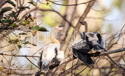 Juvenile Anhinga bird called Anhinga anhinga