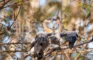 Two Juvenile Anhinga birds called Anhinga anhinga and snakebird
