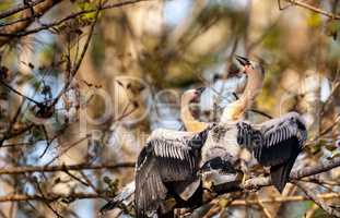 Two Juvenile Anhinga birds called Anhinga anhinga and snakebird