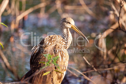 Limpkin wading bird Aramus guarauna