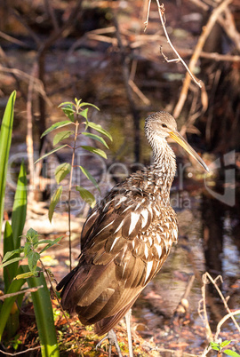 Limpkin wading bird Aramus guarauna