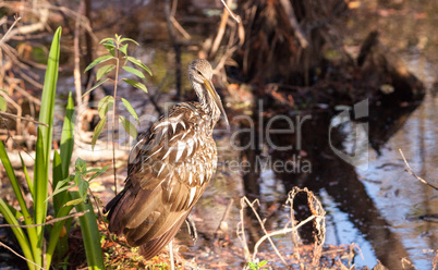 Limpkin wading bird Aramus guarauna