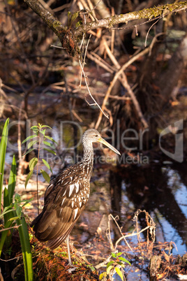 Limpkin wading bird Aramus guarauna