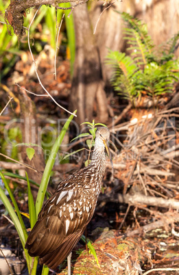 Limpkin wading bird Aramus guarauna