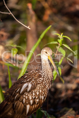 Limpkin wading bird Aramus guarauna