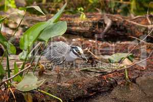 Black-crowned night heron shorebird Nycticorax nycticorax with a
