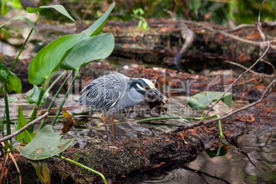 Black-crowned night heron shorebird Nycticorax nycticorax with a