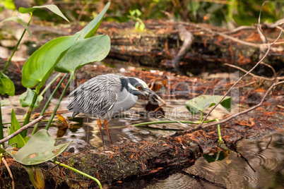 Black-crowned night heron shorebird Nycticorax nycticorax with a