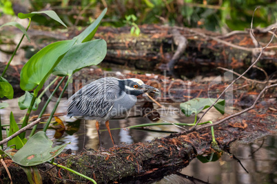 Black-crowned night heron shorebird Nycticorax nycticorax with a