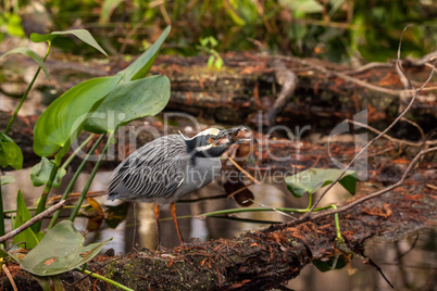 Black-crowned night heron shorebird Nycticorax nycticorax with a