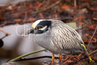 Still Black-crowned night heron shorebird Nycticorax nycticorax