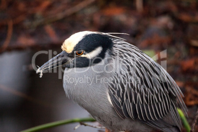 Still Black-crowned night heron shorebird Nycticorax nycticorax