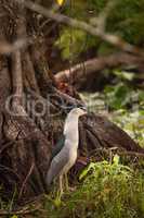 Still Black-crowned night heron shorebird Nycticorax nycticorax