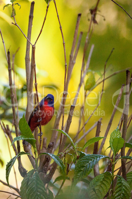 Bright Male Painted bunting bird Passerina ciris