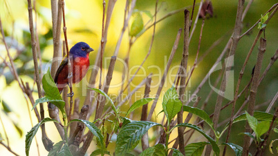 Bright Male Painted bunting bird Passerina ciris