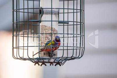 Bright Male Painted bunting bird Passerina ciris