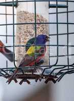 Bright Male Painted bunting bird Passerina ciris