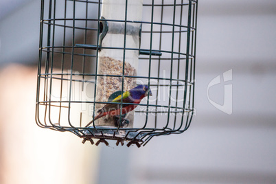 Bright Male Painted bunting bird Passerina ciris