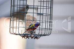 Bright Male Painted bunting bird Passerina ciris