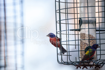 Bright Male Painted bunting bird Passerina ciris