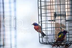 Bright Male Painted bunting bird Passerina ciris