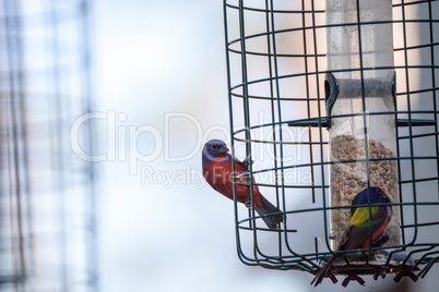 Bright Male Painted bunting bird Passerina ciris