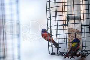 Bright Male Painted bunting bird Passerina ciris