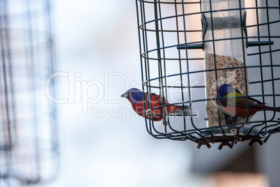 Bright Male Painted bunting bird Passerina ciris