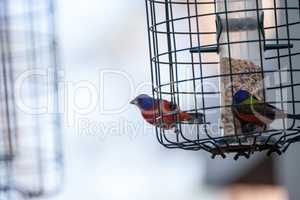 Bright Male Painted bunting bird Passerina ciris