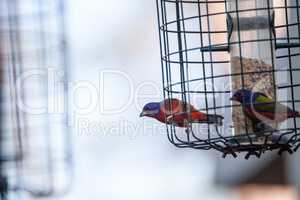 Bright Male Painted bunting bird Passerina ciris