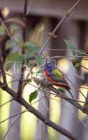 Bright Male Painted bunting bird Passerina ciris