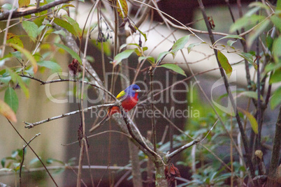 Bright Male Painted bunting bird Passerina ciris