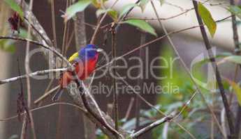 Bright Male Painted bunting bird Passerina ciris