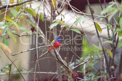 Bright Male Painted bunting bird Passerina ciris