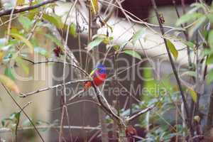 Bright Male Painted bunting bird Passerina ciris