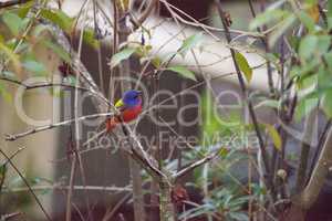 Bright Male Painted bunting bird Passerina ciris