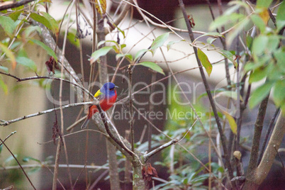 Bright Male Painted bunting bird Passerina ciris