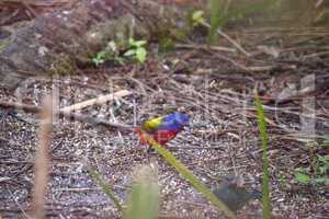 Bright Male Painted bunting bird Passerina ciris