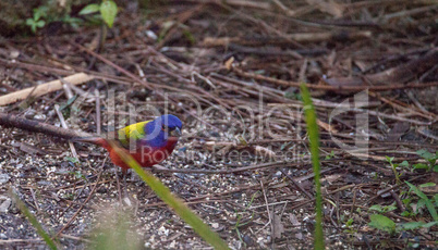 Bright Male Painted bunting bird Passerina ciris