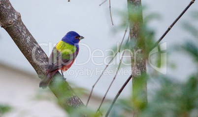 Bright Male Painted bunting bird Passerina ciris