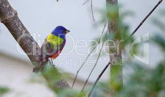 Bright Male Painted bunting bird Passerina ciris