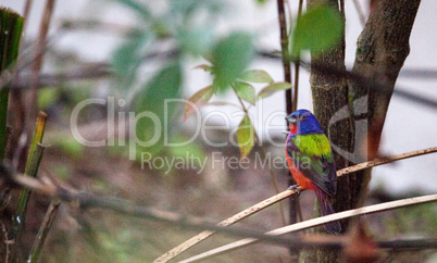 Bright Male Painted bunting bird Passerina ciris