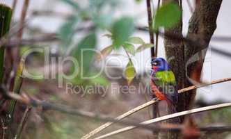 Bright Male Painted bunting bird Passerina ciris