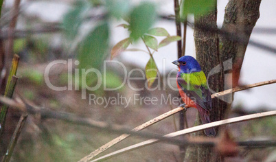 Bright Male Painted bunting bird Passerina ciris