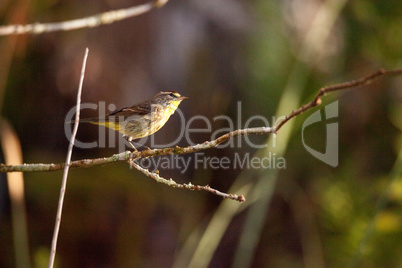 Palm warbler bird Setophaga palmarum